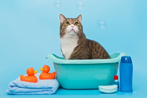 produit d’hygiène et de toilettage pour chat